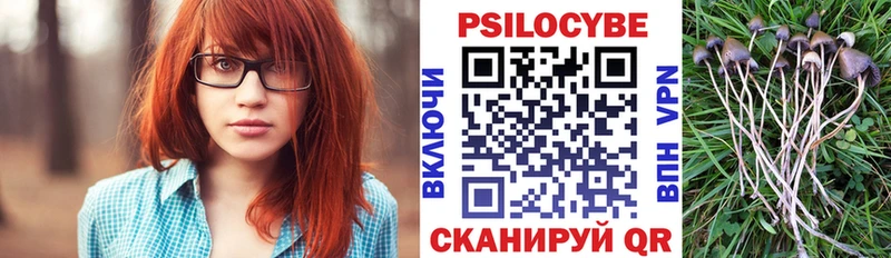 Псилоцибиновые грибы Psilocybine cubensis  Сковородино 